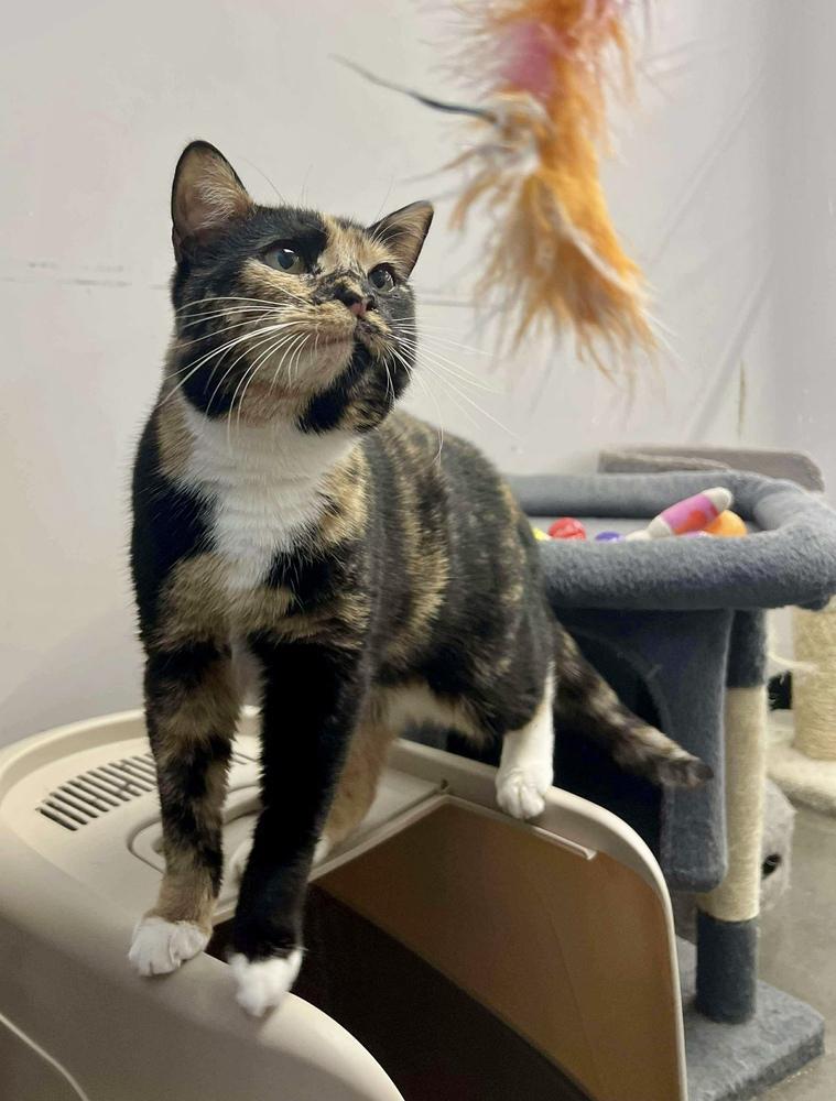 Enlarge Clawdia, a Adoptable mixed breed in Jackson, GA image 2/6