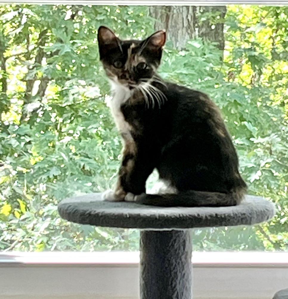 Enlarge Clawdia, a Adoptable mixed breed in Jackson, GA image 3/6