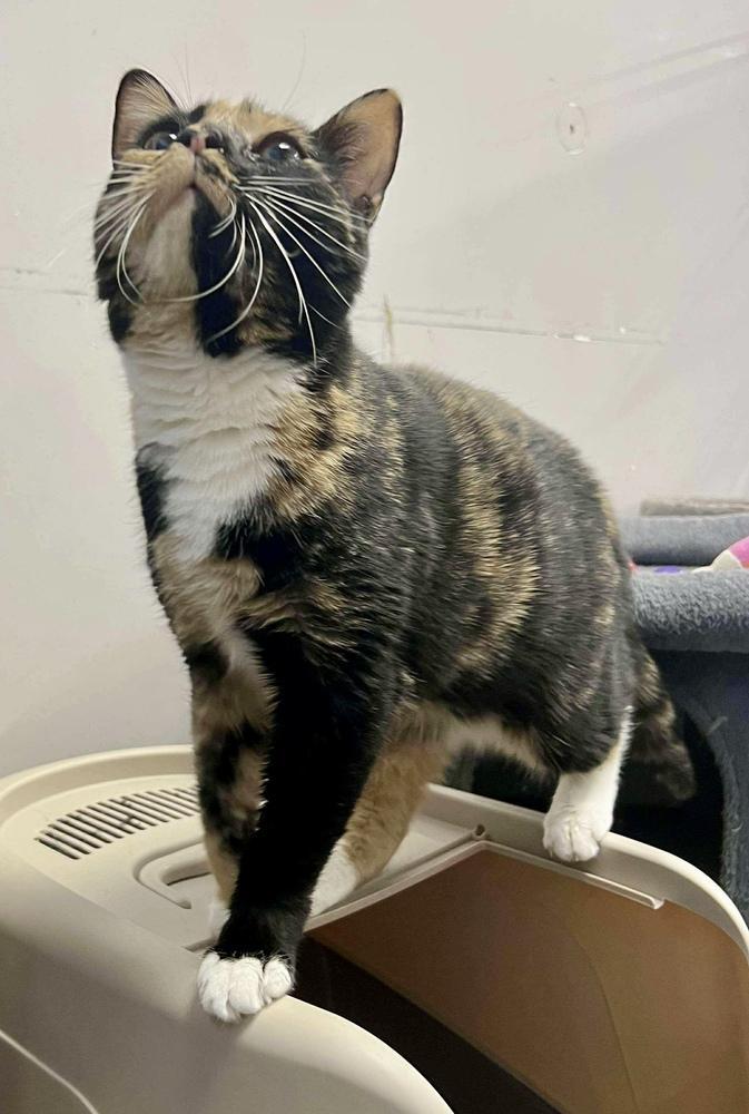 Enlarge Clawdia, a Adoptable mixed breed in Jackson, GA image 4/6