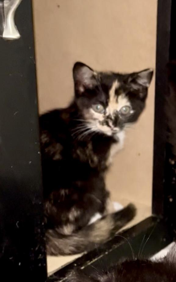 Enlarge Clawdia, a Adoptable mixed breed in Jackson, GA image 6/6