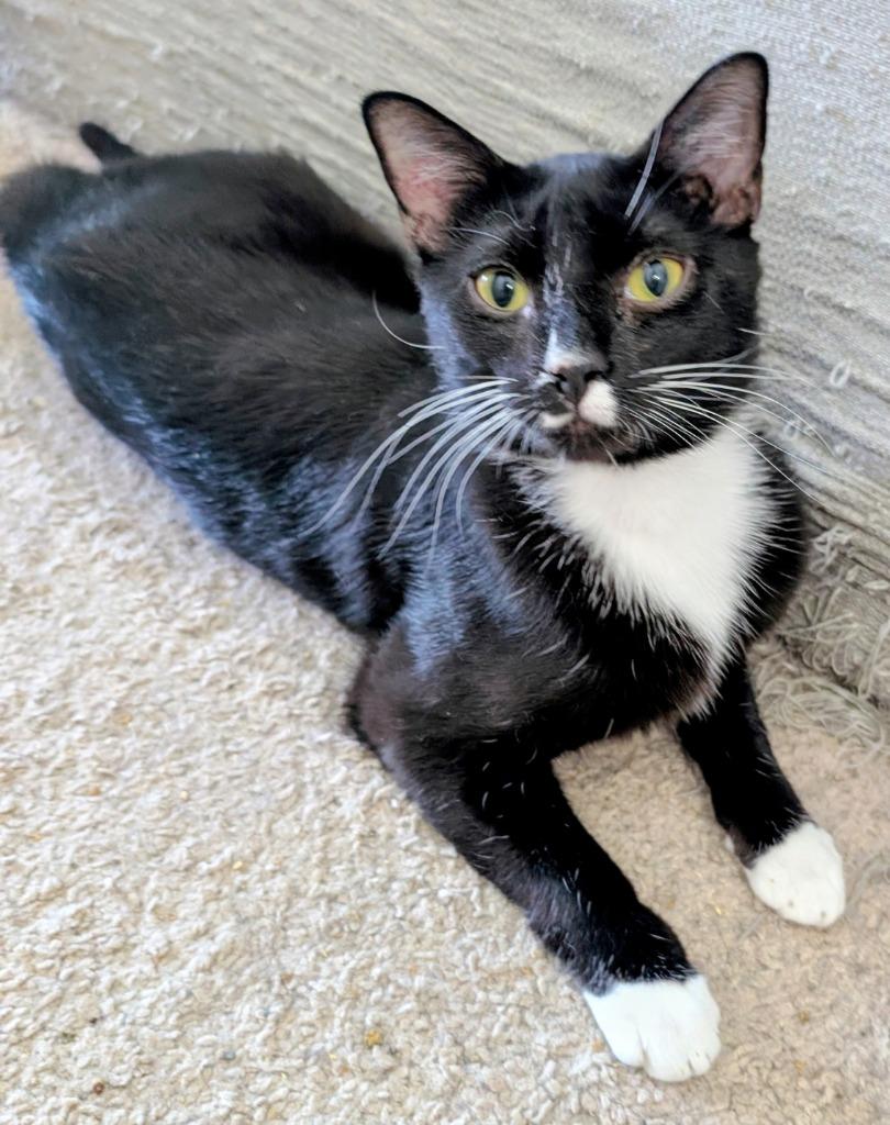 Enlarge Jerry, a Adoptable mixed breed in Evans, GA image 2/3