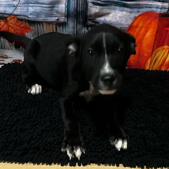 Dog for adoption Chanel, a Labrador Retriever & Shepherd Mix in