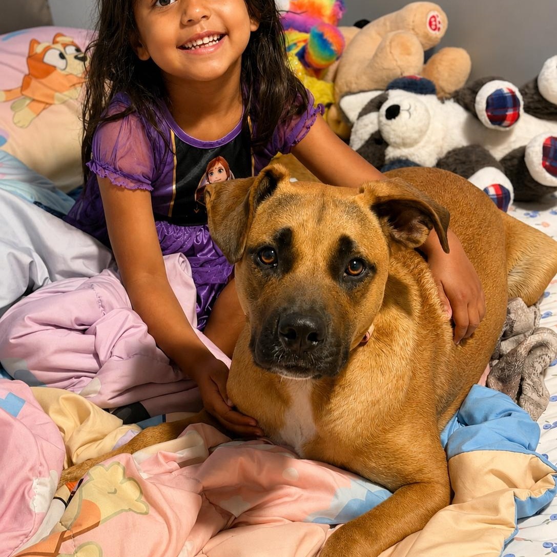 ボブ様 リクエスト品2点 Rhode Rhodesian Ridgebacks for Adoption in Grantham, New Hampshire