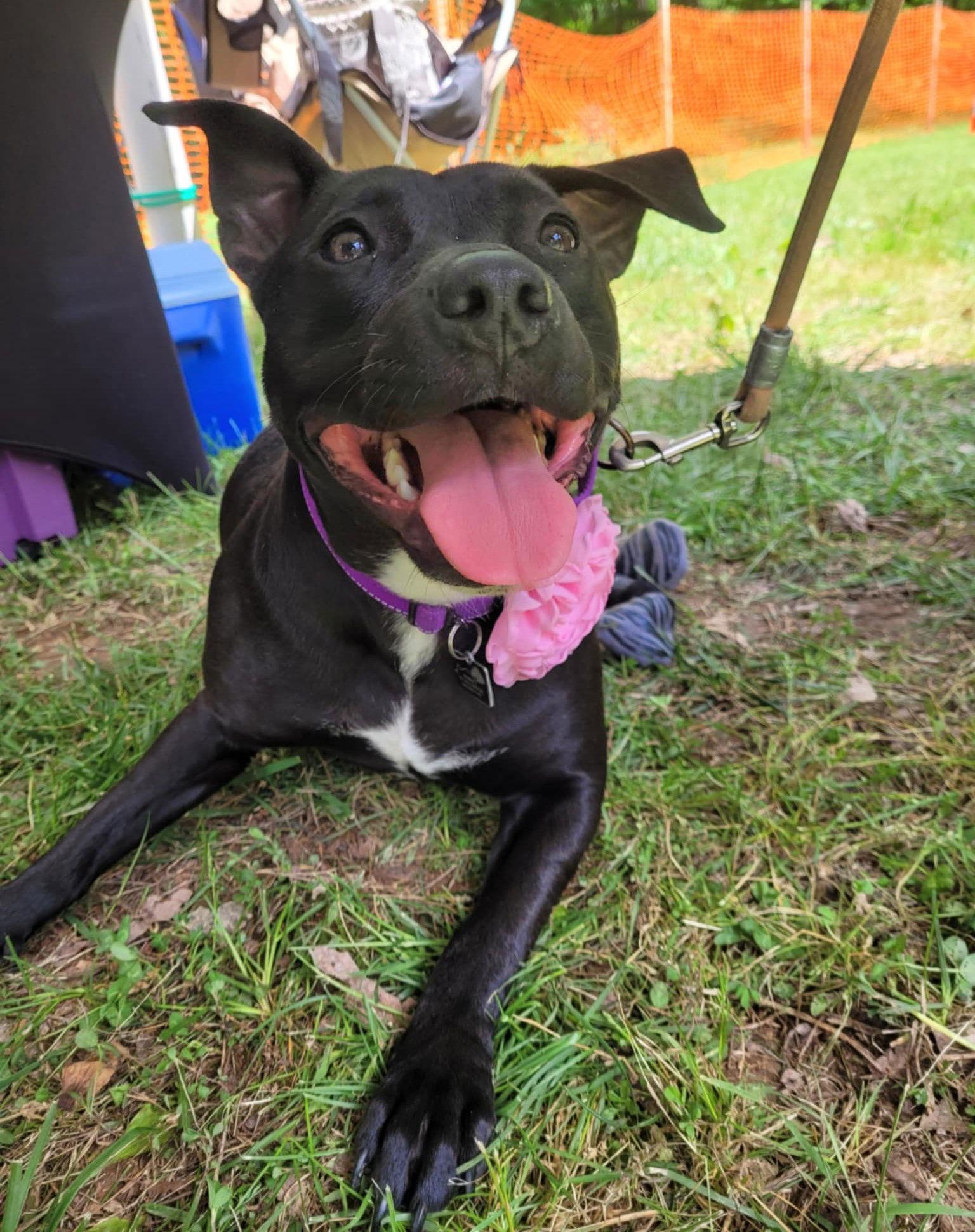 Enlarge Pru (special needs), a Adoptable Pit Bull Terrier in Spotsylvania, VA image 1/3