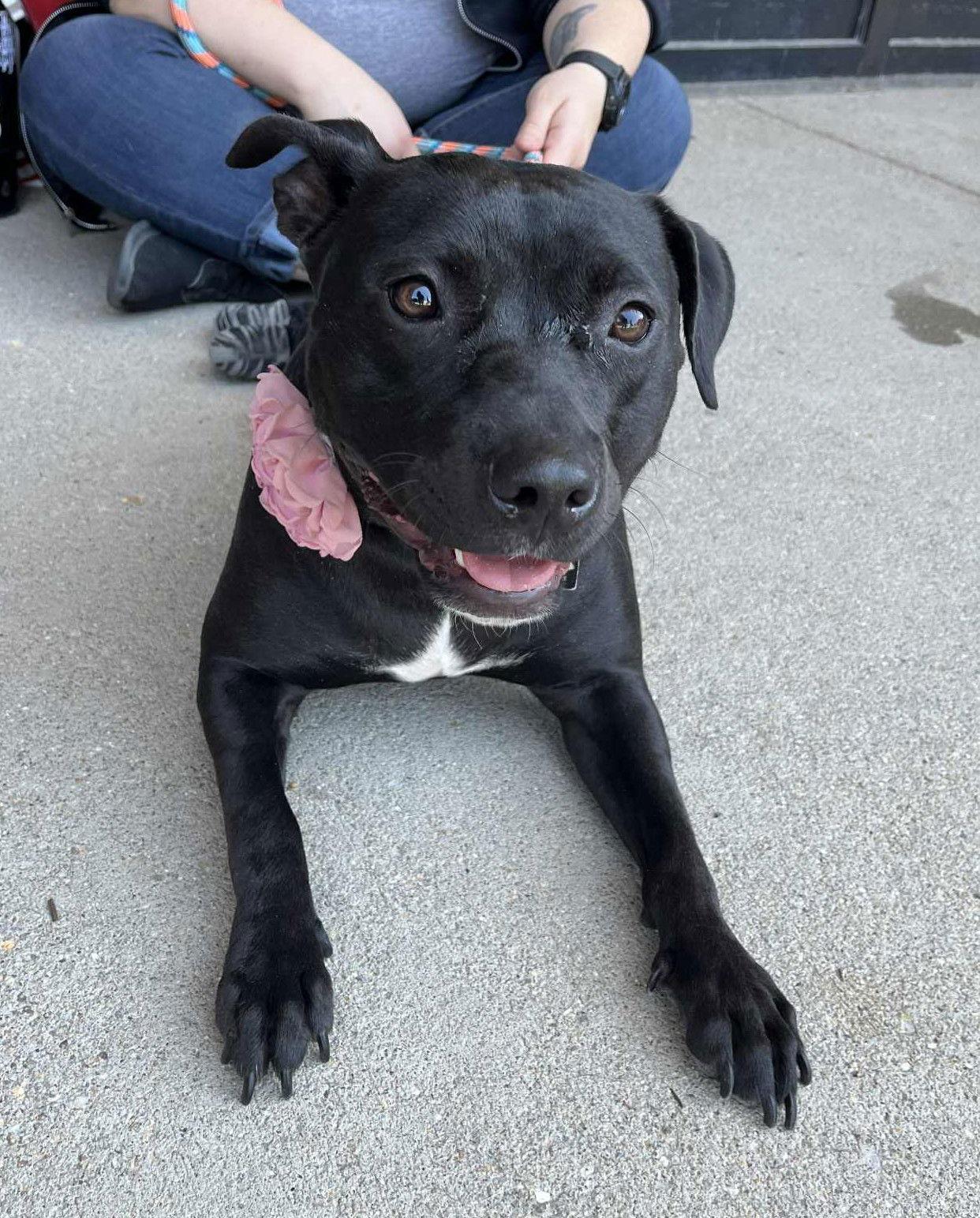 Pru (special needs), Adoptable, Young Female Pit Bull Terrier.