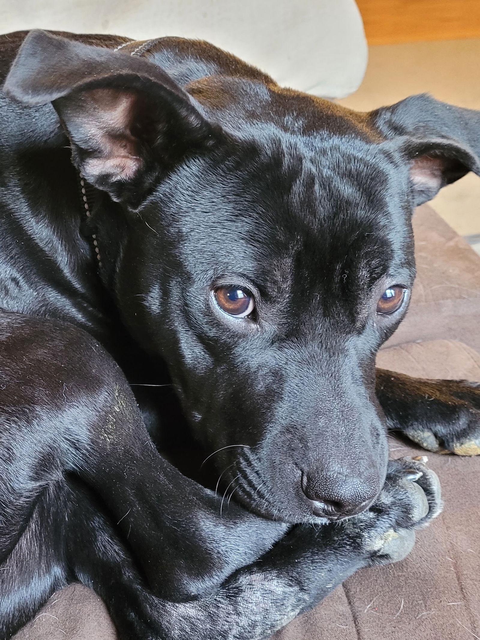 Enlarge Pru (special needs), a Adoptable Pit Bull Terrier in Spotsylvania, VA image 2/3