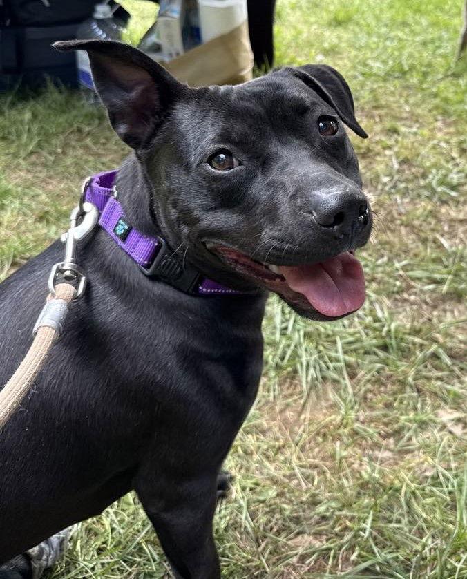 Enlarge Pru (special needs), a Adoptable Pit Bull Terrier in Spotsylvania, VA image 3/3