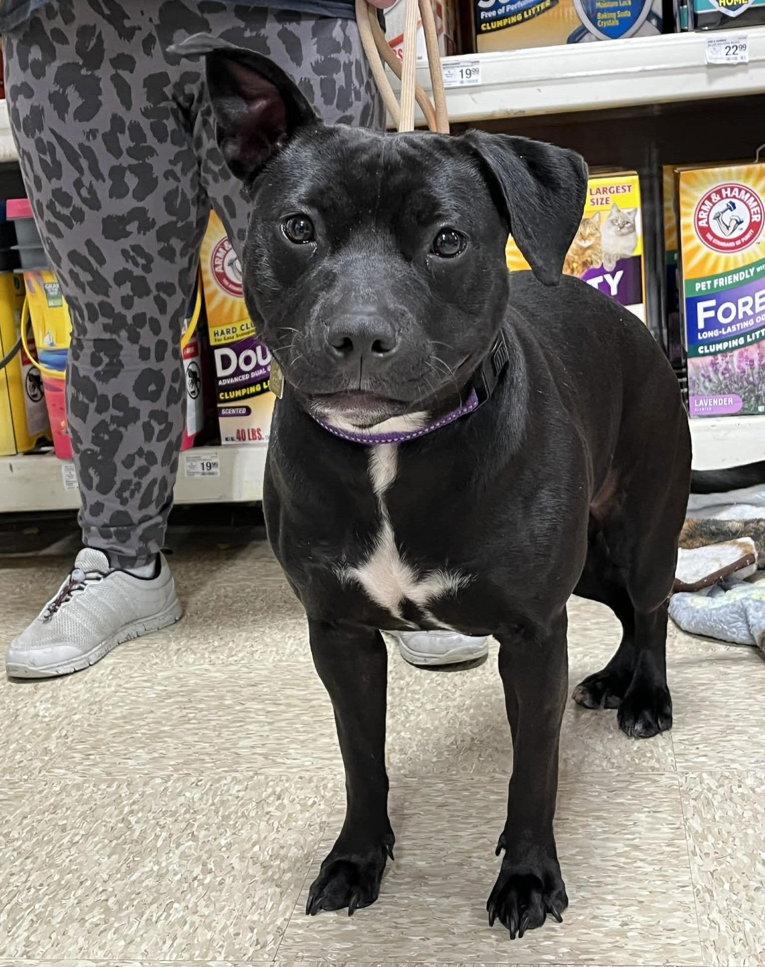 Enlarge Pru (special needs), a Adoptable mixed breed in Spotsylvania, VA image 2/3