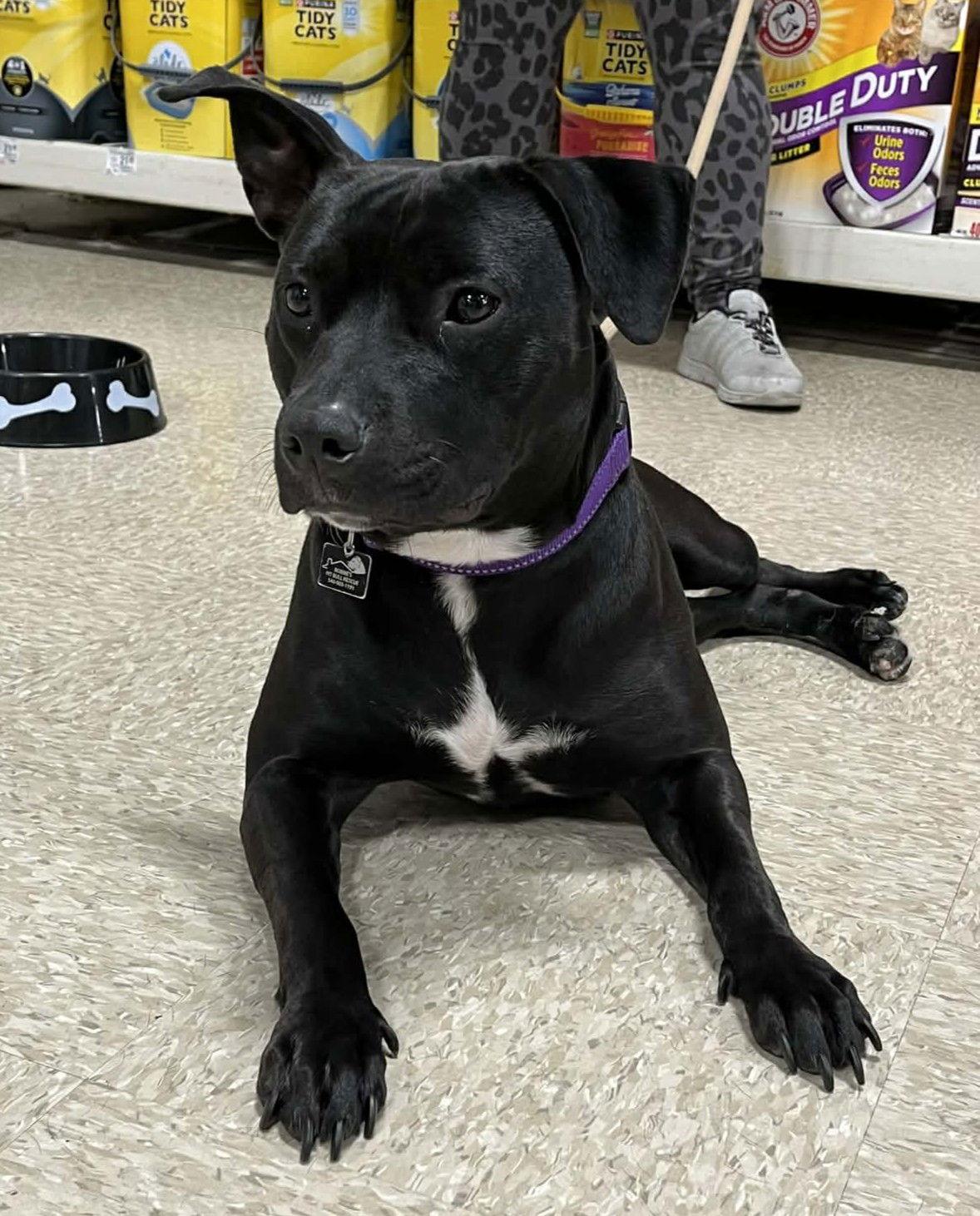 Enlarge Pru (special needs), a Adoptable mixed breed in Spotsylvania, VA image 3/3