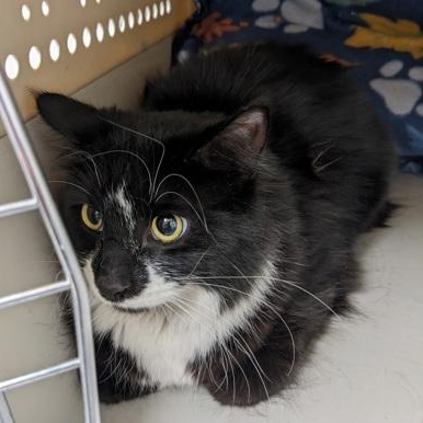 Enlarge Tootsie roll, an adopted Domestic Medium Hair in Worcester, MA image 1/1