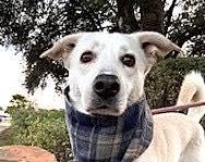 Enlarge BAILEY, a ADOPTABLE mixed breed in Huntington, NY image 2/2