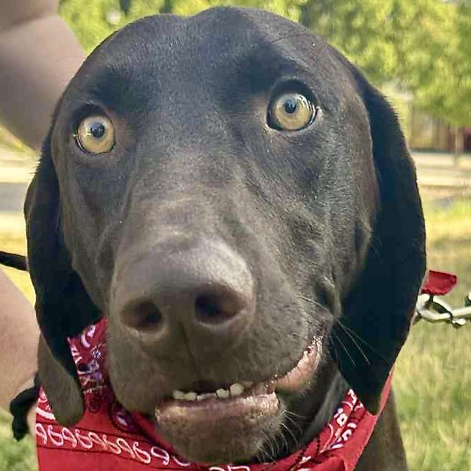 DaVinci “Vinnie”