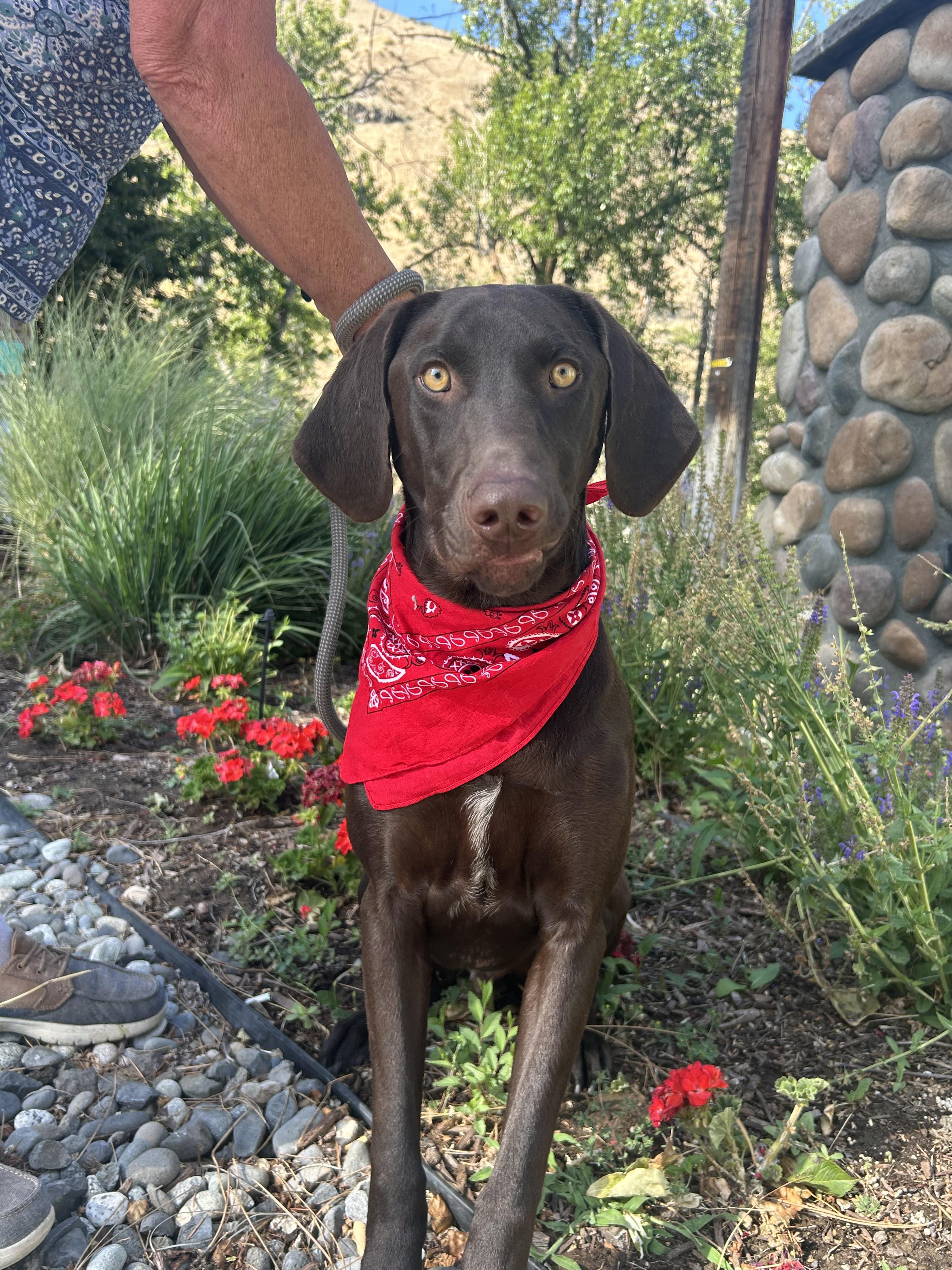 DaVinci “Vinnie”