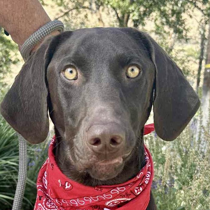 DaVinci “Vinnie”