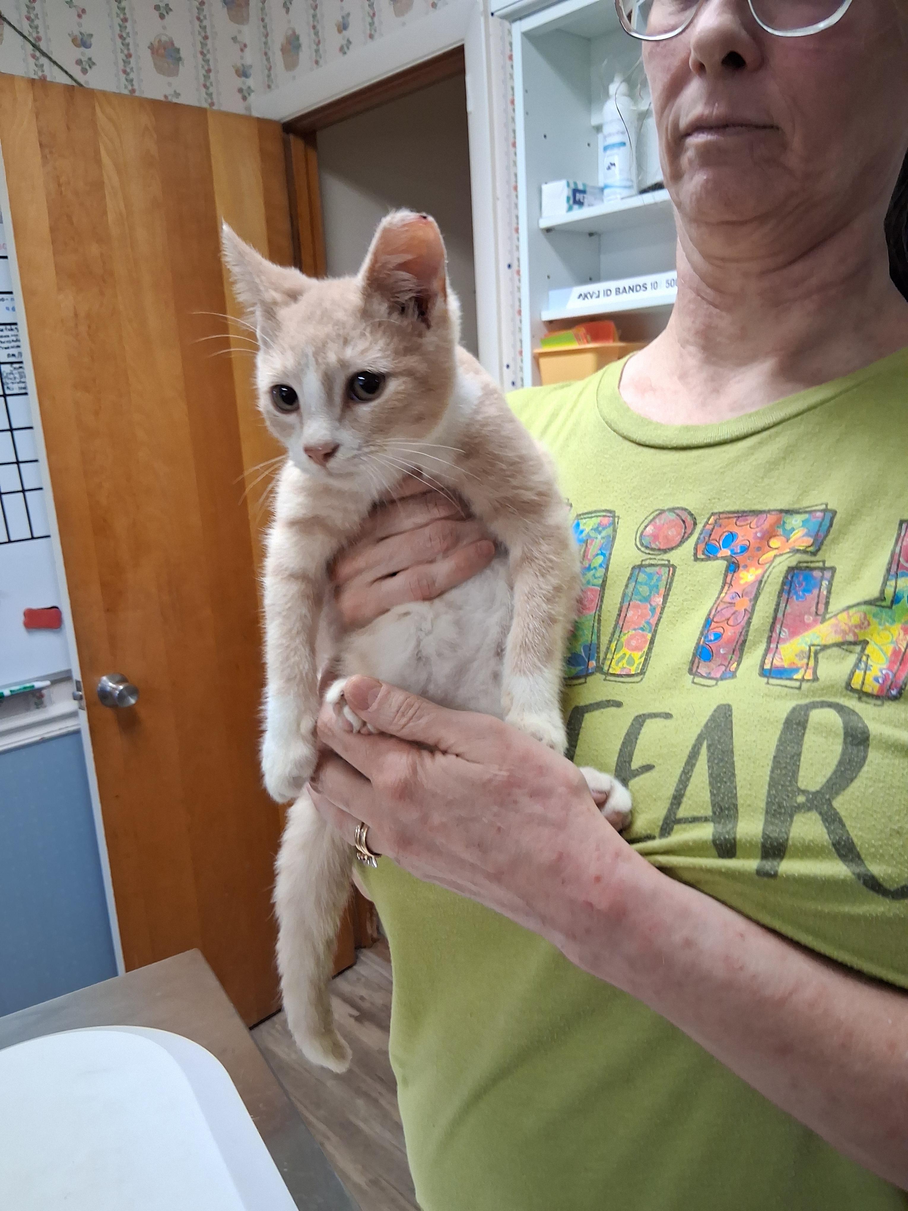 Cubone, Adoptable, Kitten Male Domestic Short Hair.