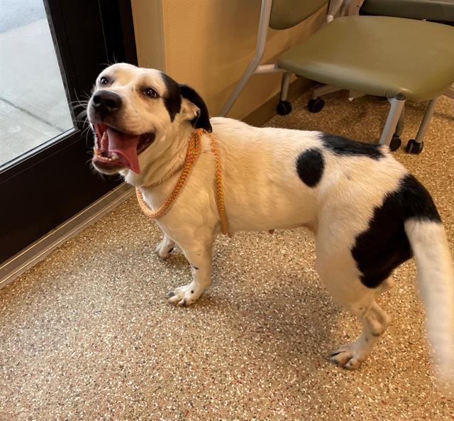 ZOE, Adoptable, Adult Female American Staffordshire Terrier.