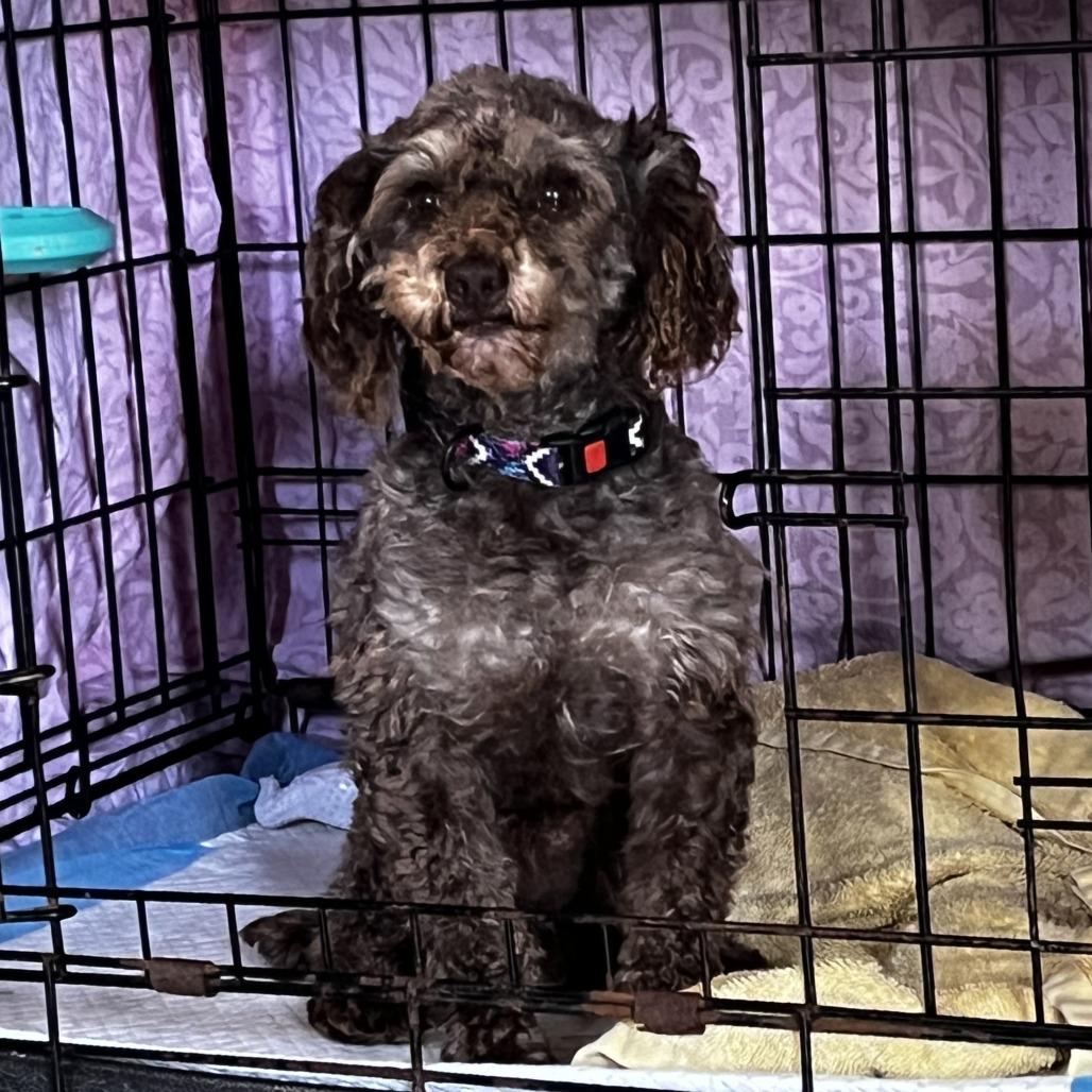 Vincent VanDog  (Vinny), Adoptable, Adult Male Poodle (Toy).