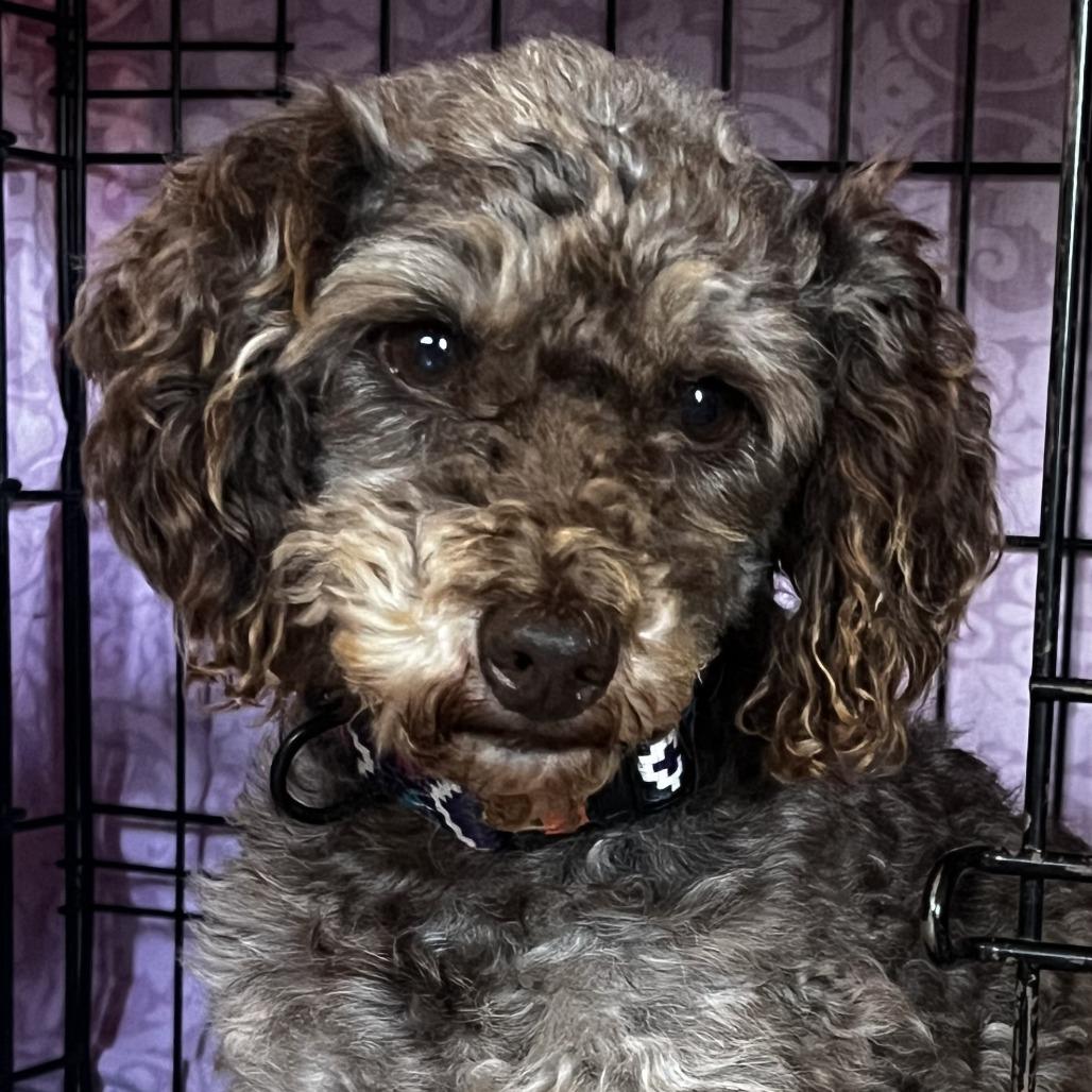 Enlarge Vincent VanDog  (Vinny), a Adoptable Poodle (Toy) in Cincinnati, OH image 2/4