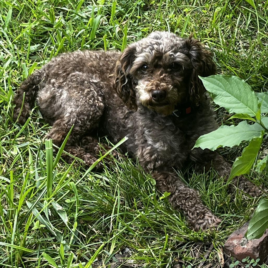 Enlarge Vincent VanDog  (Vinny), a Adoptable Poodle (Toy) in Cincinnati, OH image 3/4