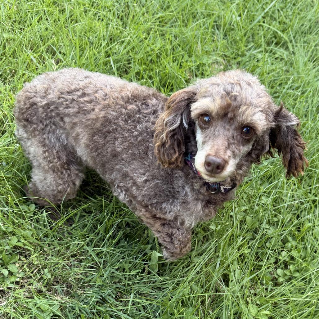 Enlarge Vincent VanDog  (Vinny), a Adoptable Poodle (Toy) in Cincinnati, OH image 4/4