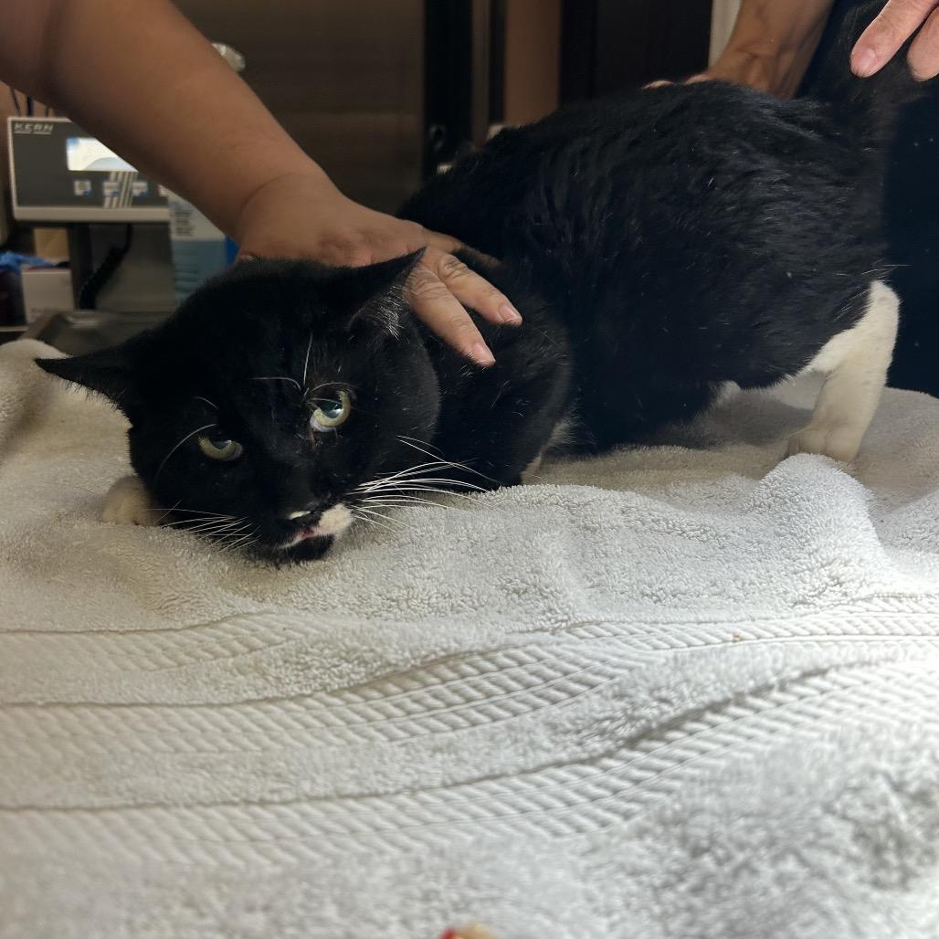 Brad (C8), Adoptable, Young Male American Shorthair.