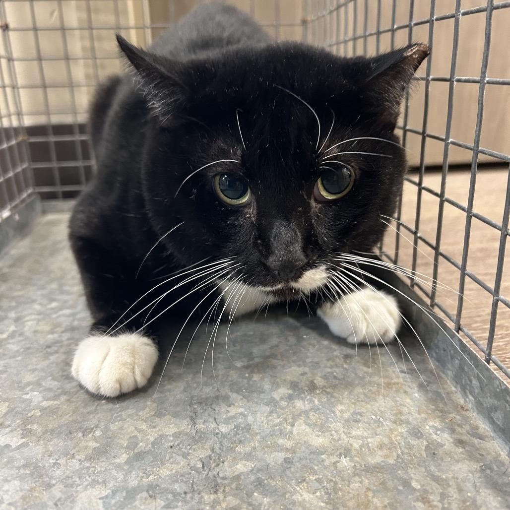 Brad (C8), a Adoptable American Shorthair in Portland, TX image 2/3