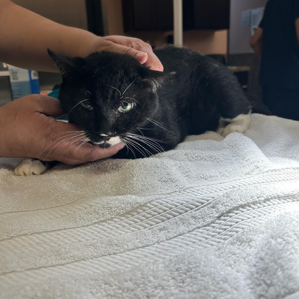 Brad (C8), a Adoptable American Shorthair in Portland, TX image 3/3