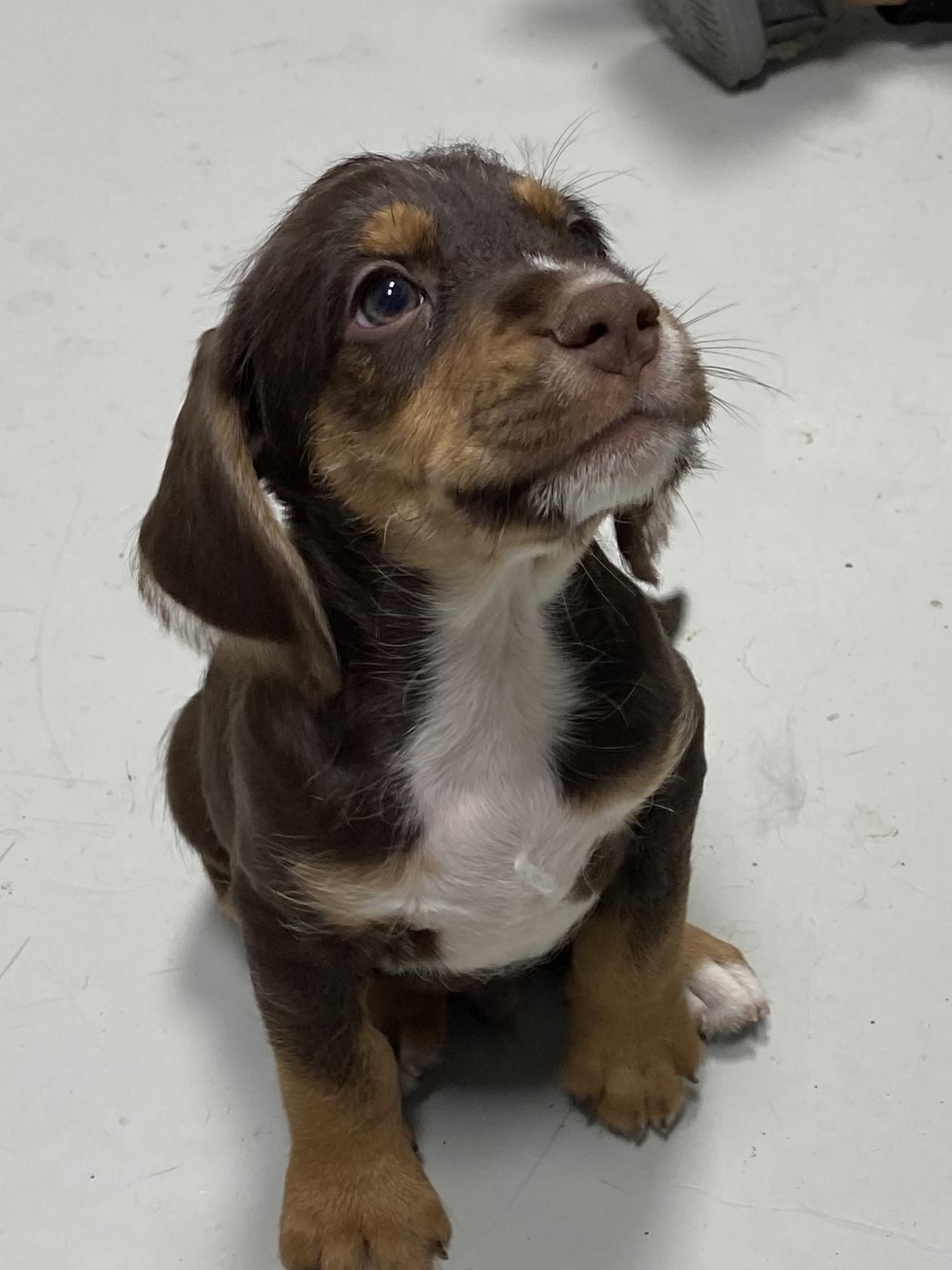 Marshall, adopted, Puppy Male Border Terrier.