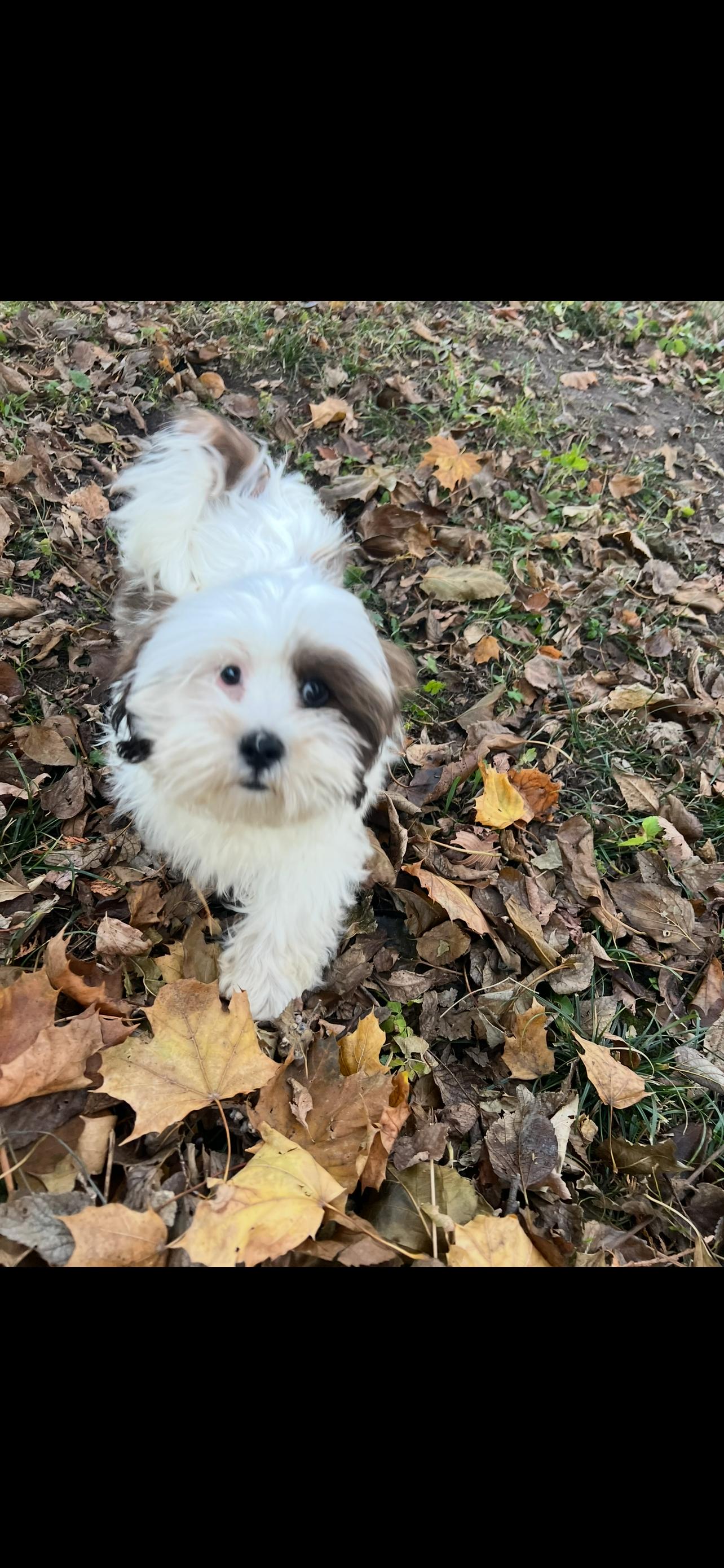 Frank. ADOPTED, adopted, Young Male Lhasa Apso.