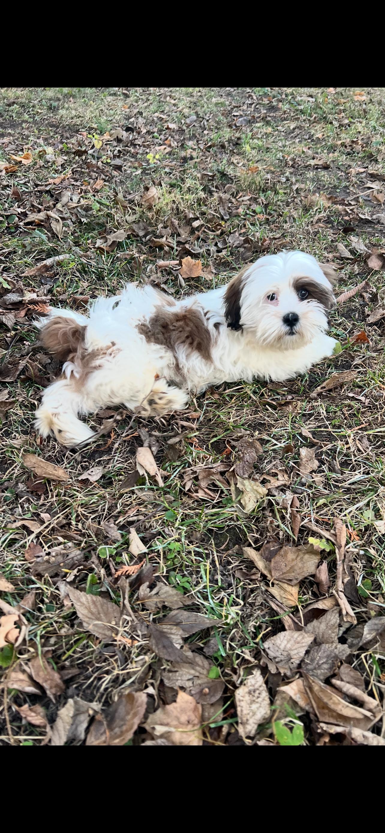 Frank. ADOPTED, an adopted Lhasa Apso in Union Grove, WI image 3/5