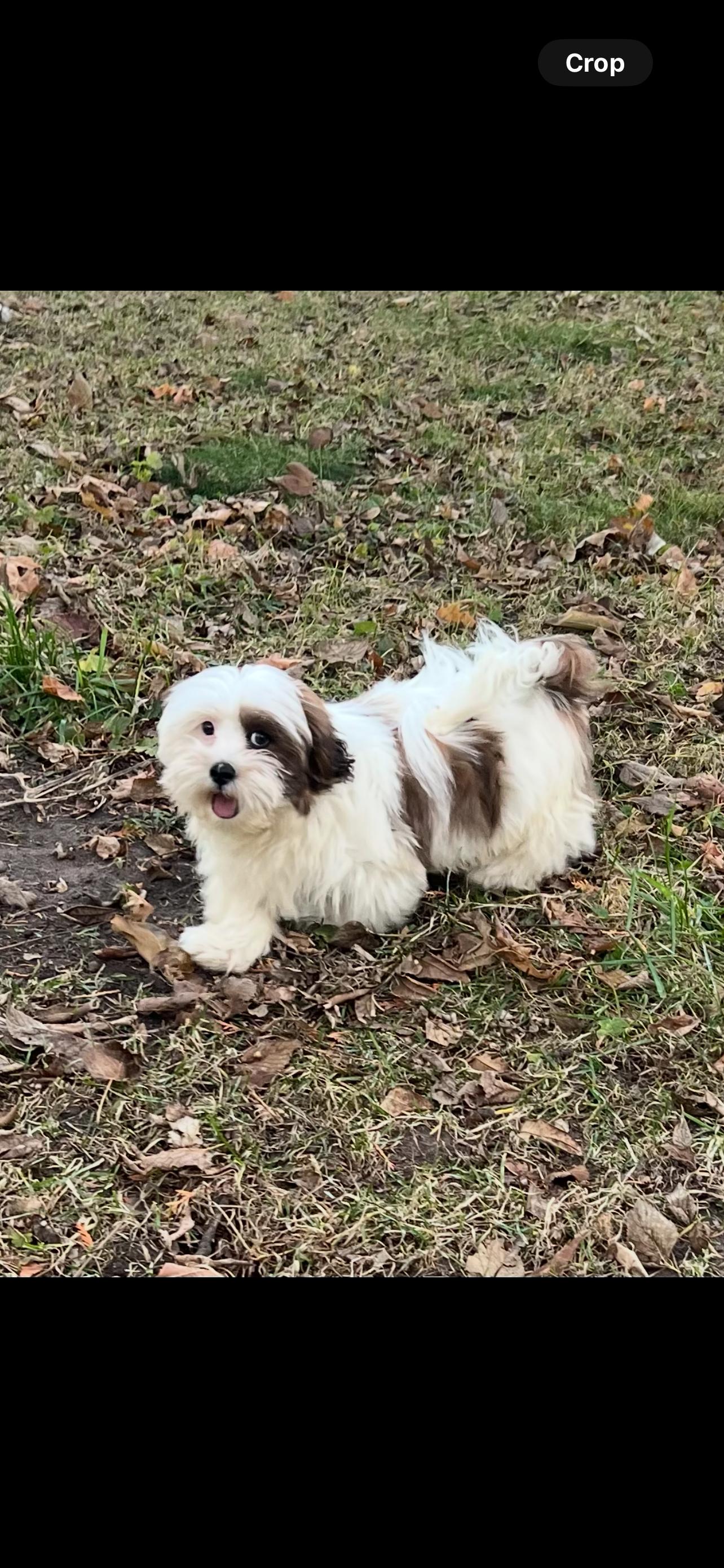Frank. ADOPTED, an adopted Lhasa Apso in Union Grove, WI image 4/5