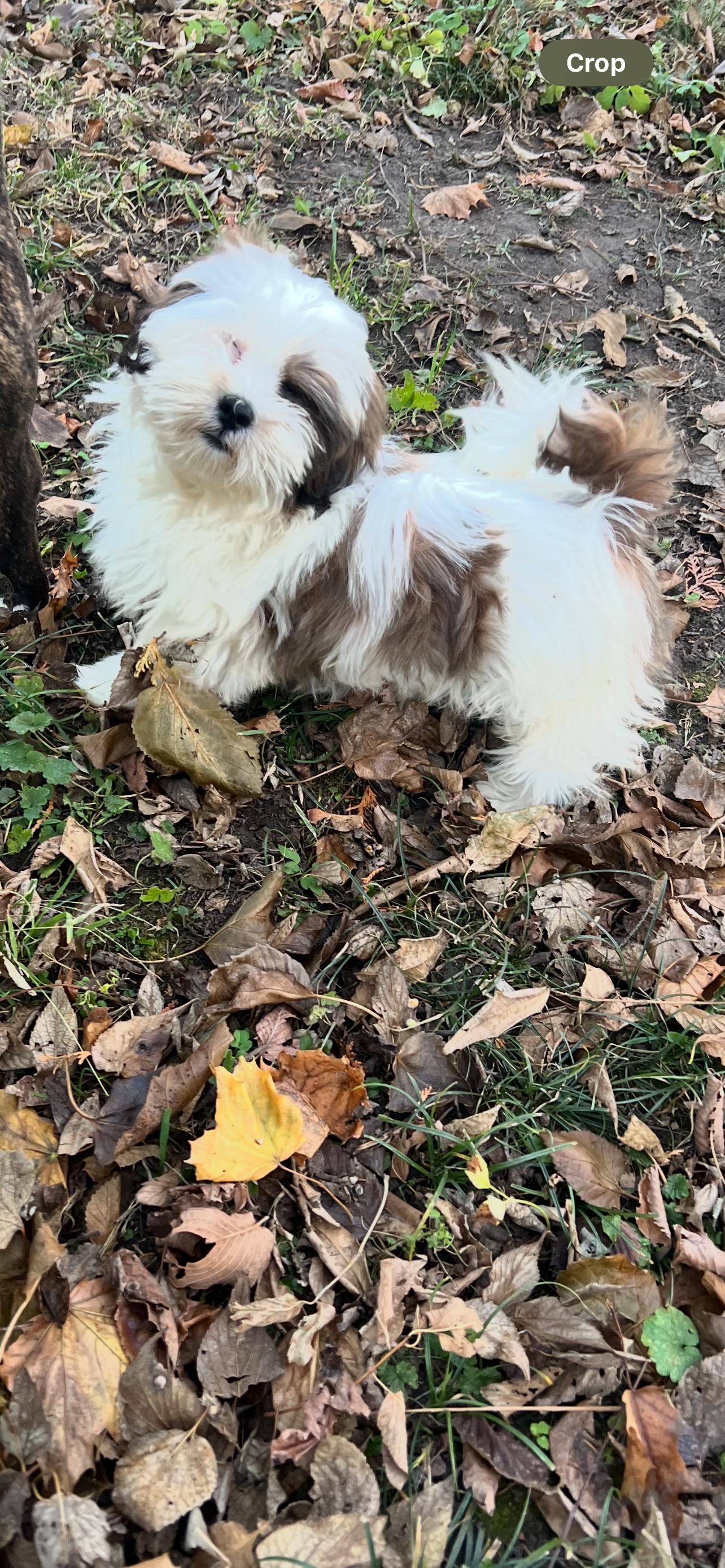 Frank. ADOPTED, an adopted Lhasa Apso in Union Grove, WI image 5/5