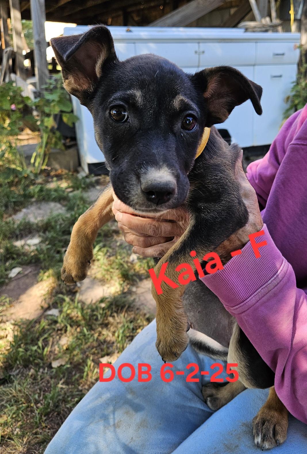 Enlarge Kaia, a Adopted Australian Cattle Dog / Blue Heeler in Nucla, CO image 1/1
