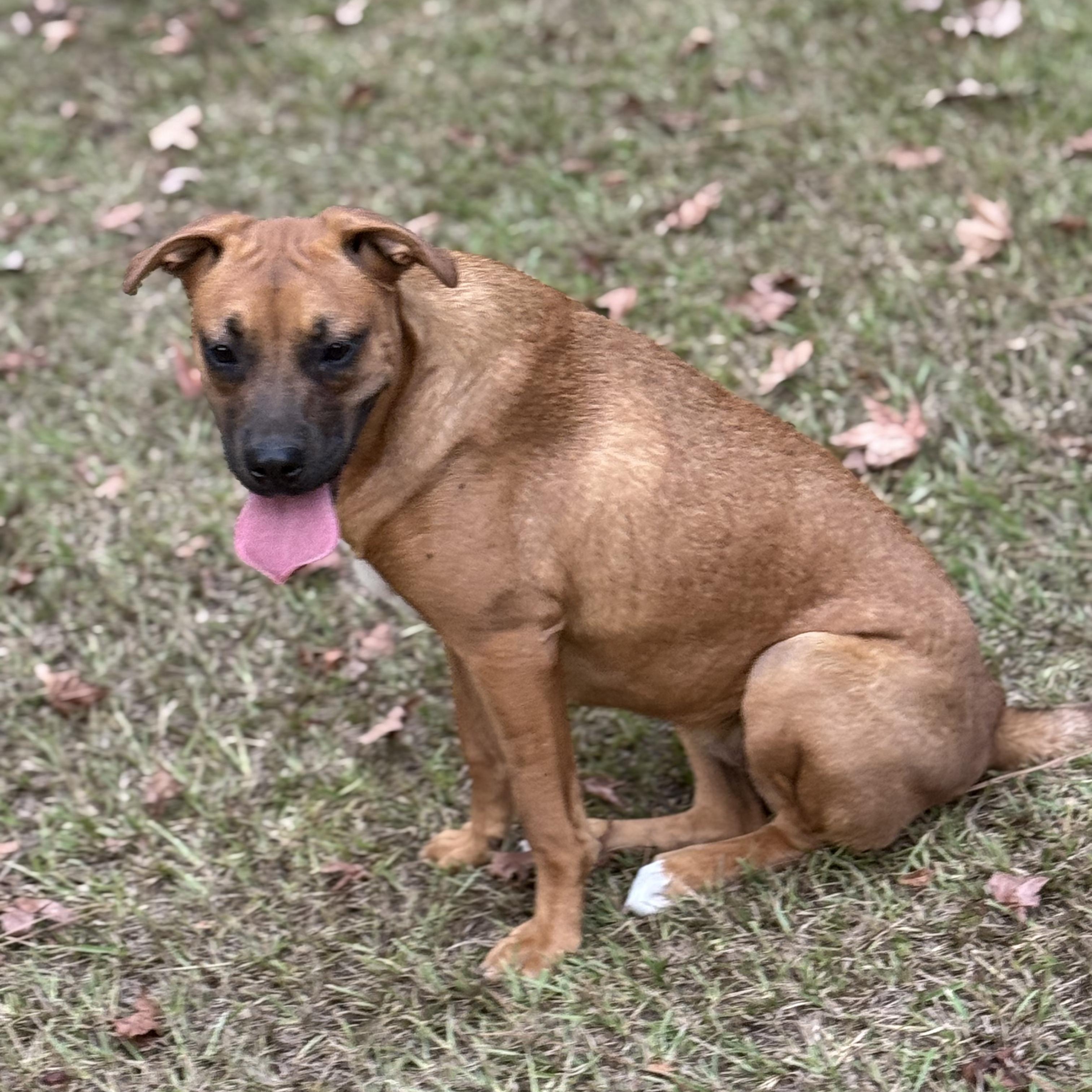 Enlarge Rachel, a Adoptable mixed breed in Joppa, AL image 2/3