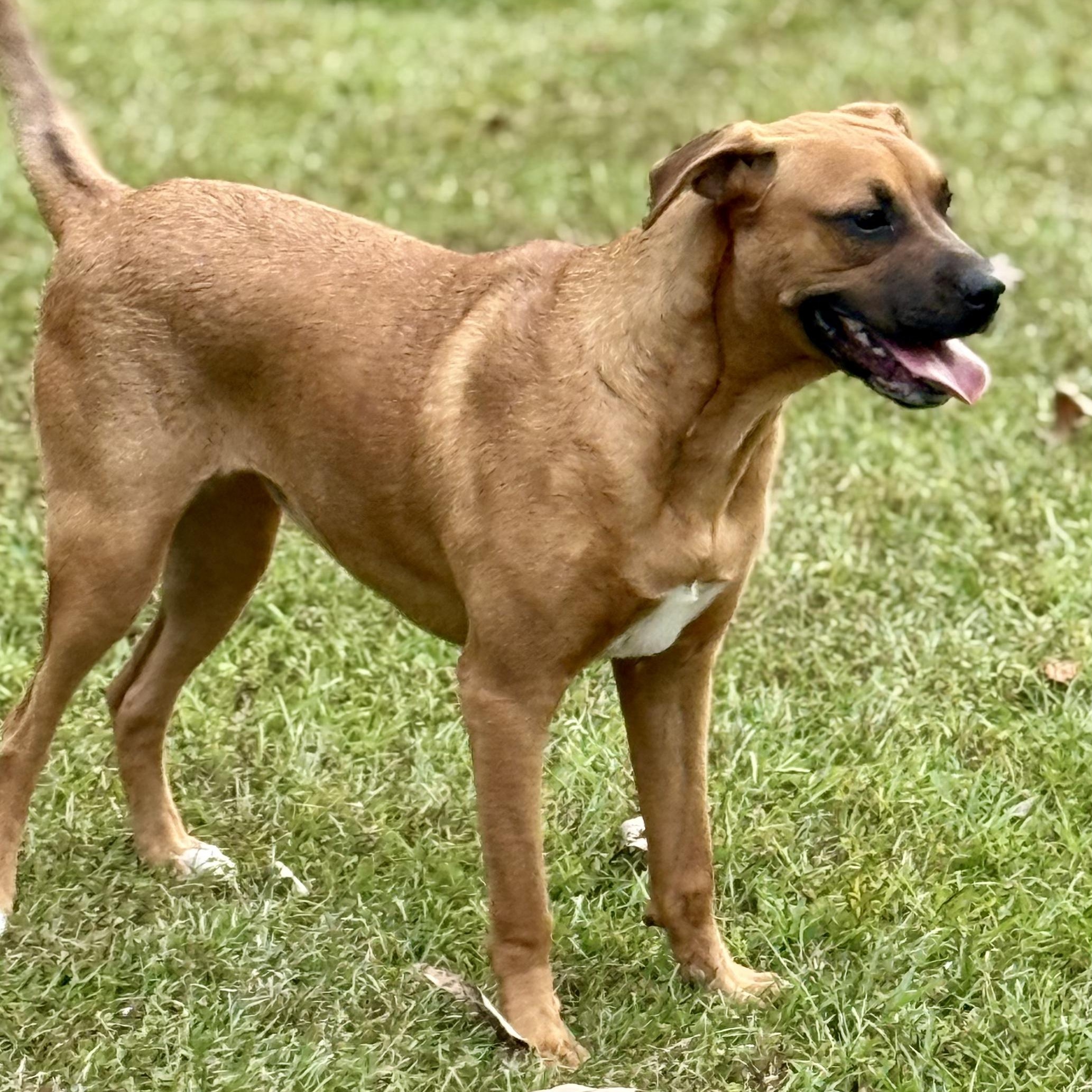 Enlarge Rachel, a Adoptable mixed breed in Joppa, AL image 3/3