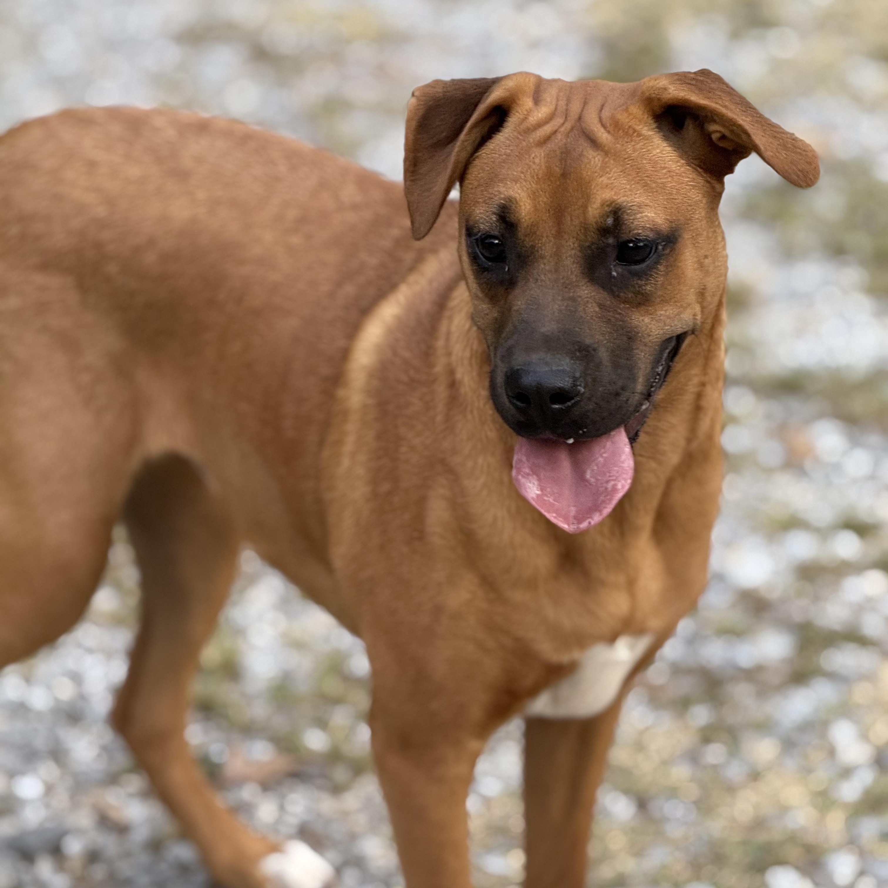Rachel, Adoptable, Young Female Boxer.