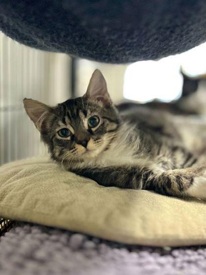 Helly R, an adoptable Domestic Medium Hair in Baton Rouge, LA_image-1
