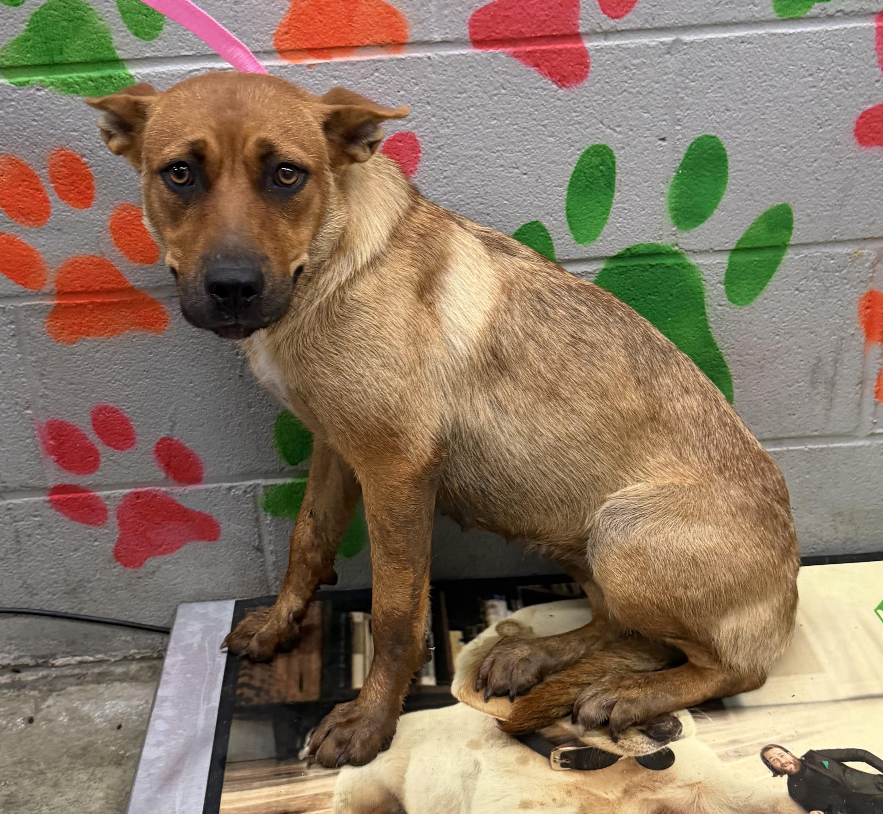 Enlarge Strawberry, a ADOPTABLE mixed breed in Elizabethtown, NC image 2/2
