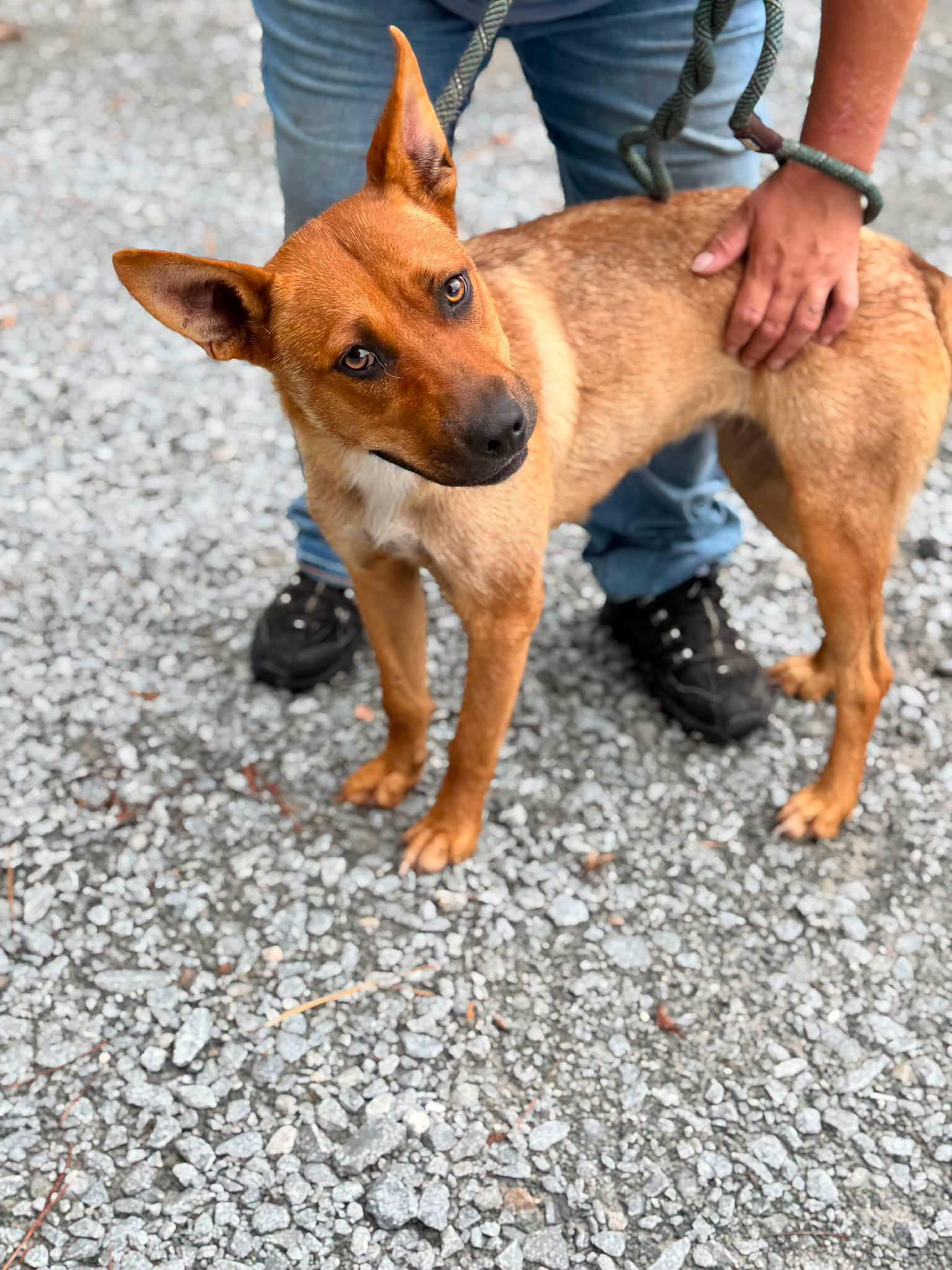 Strawberry, ADOPTABLE, Adult Female Mixed Breed.
