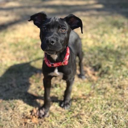 Jagger, Adoptable, Puppy Male Labrador Retriever & Mixed Breed.