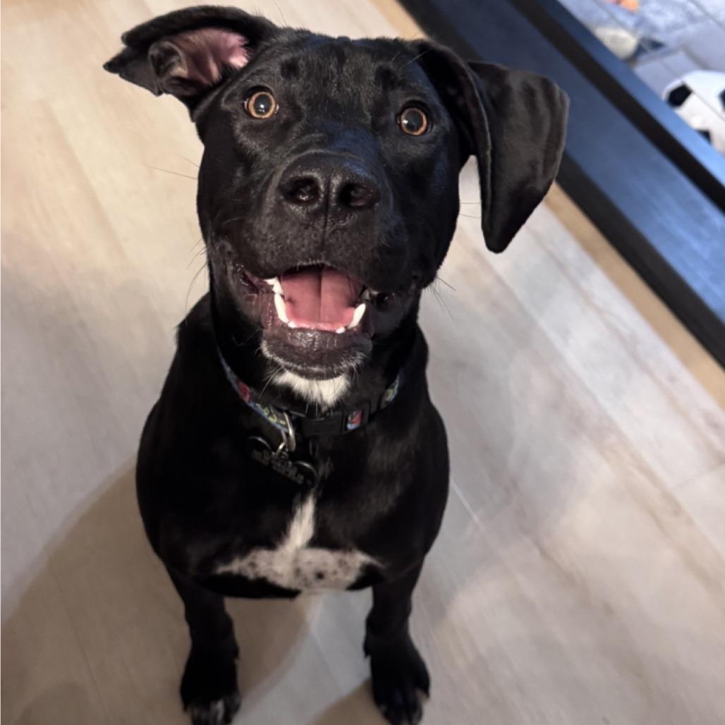 Jagger, a Adoptable mixed breed in Kansas City, MO image 3/5