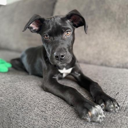 Enlarge Jagger, a Adoptable mixed breed in Kansas City, MO image 3/6