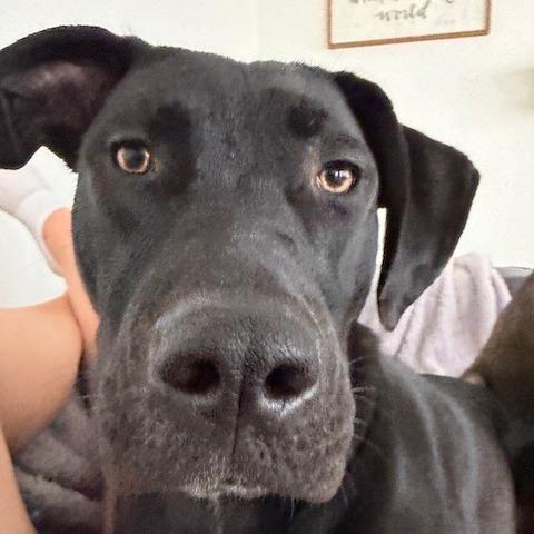 Enlarge Jagger, a Adoptable mixed breed in Kansas City, MO image 3/6