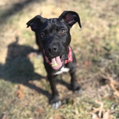 Enlarge Jagger, a Adoptable mixed breed in Kansas City, MO image 4/6