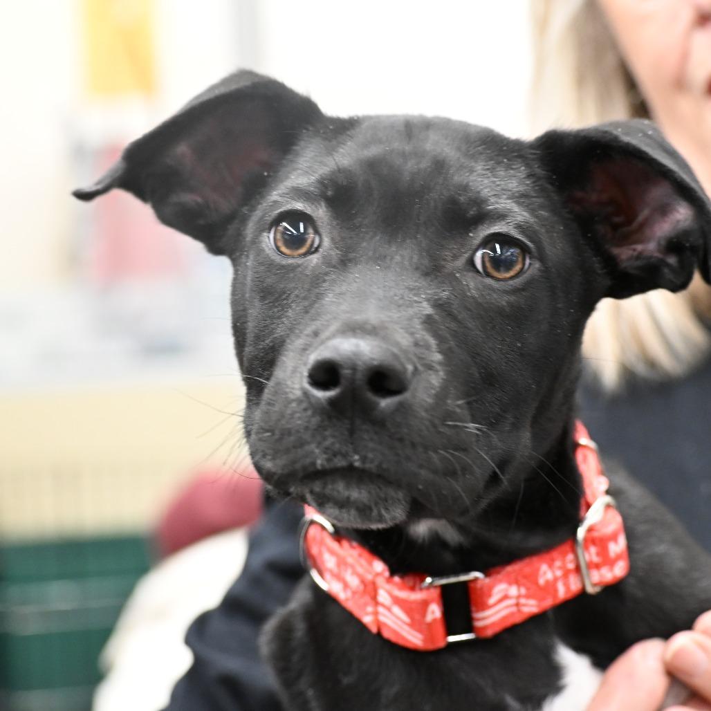 Enlarge Jagger, a Adoptable mixed breed in Kansas City, MO image 5/6