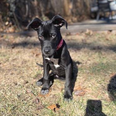 Enlarge Jagger, a Adoptable mixed breed in Kansas City, MO image 6/6