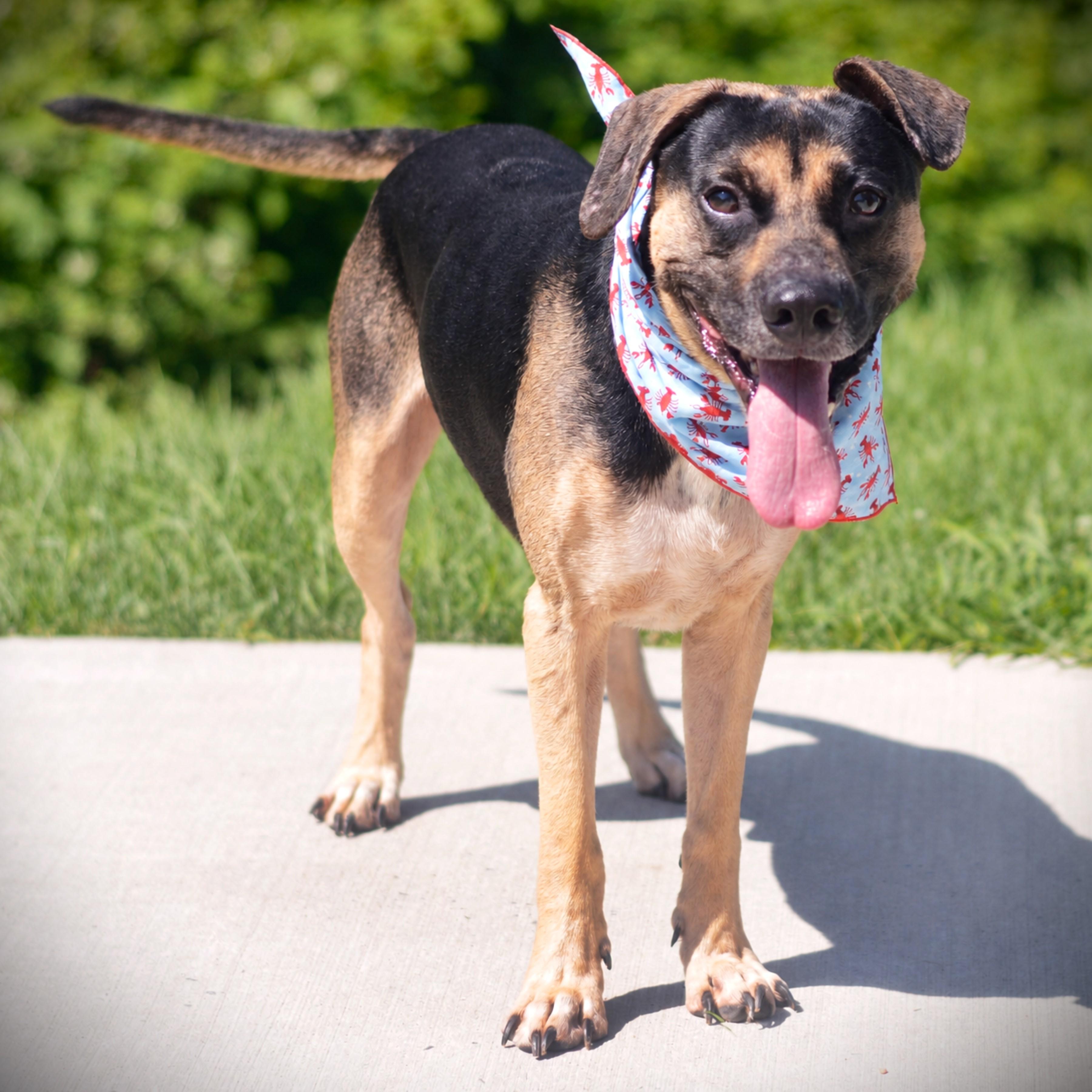 Pepe, an adoptable mixed breed in Amsterdam, NY image 4/4