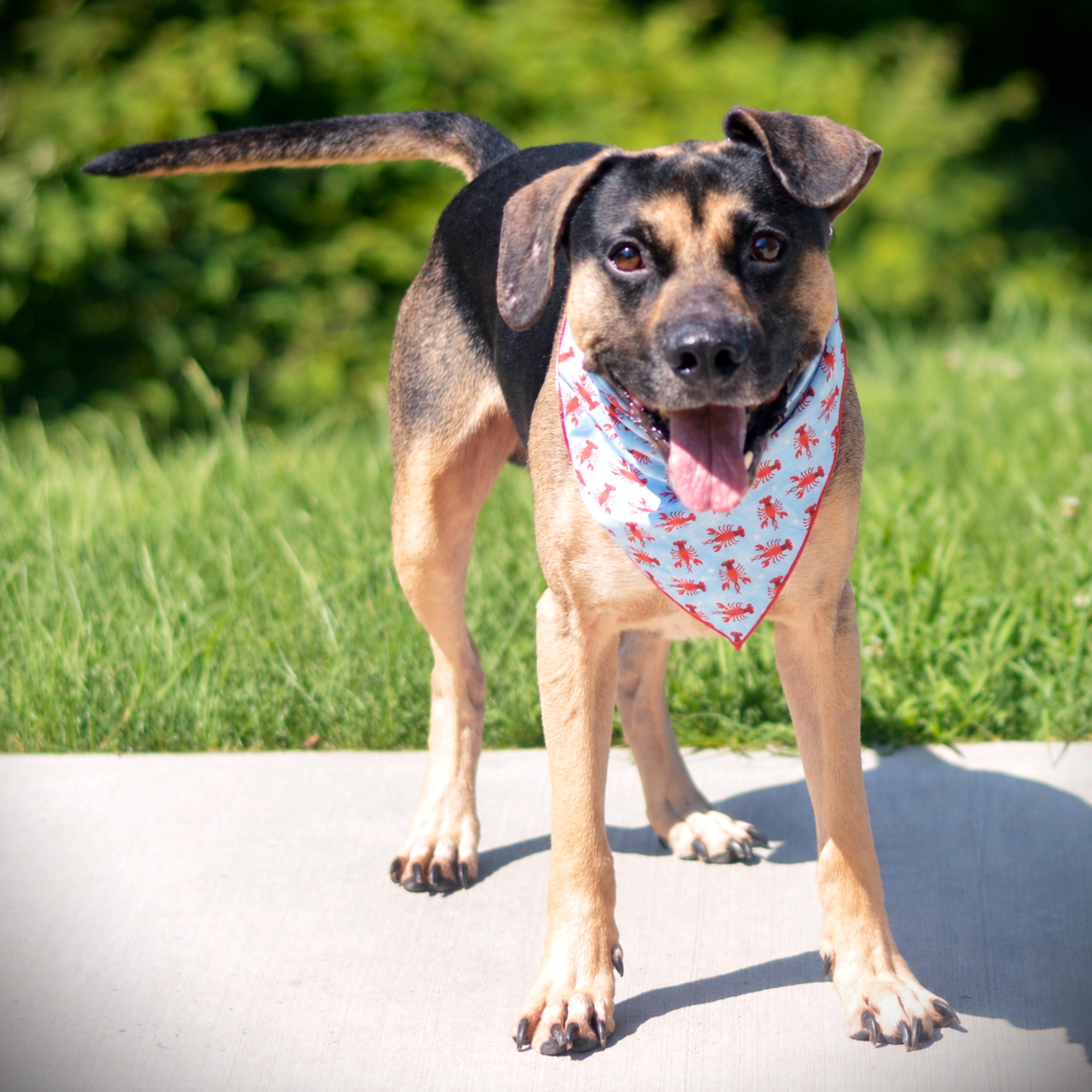 Pepe, an adoptable mixed breed in Amsterdam, NY image 2/4