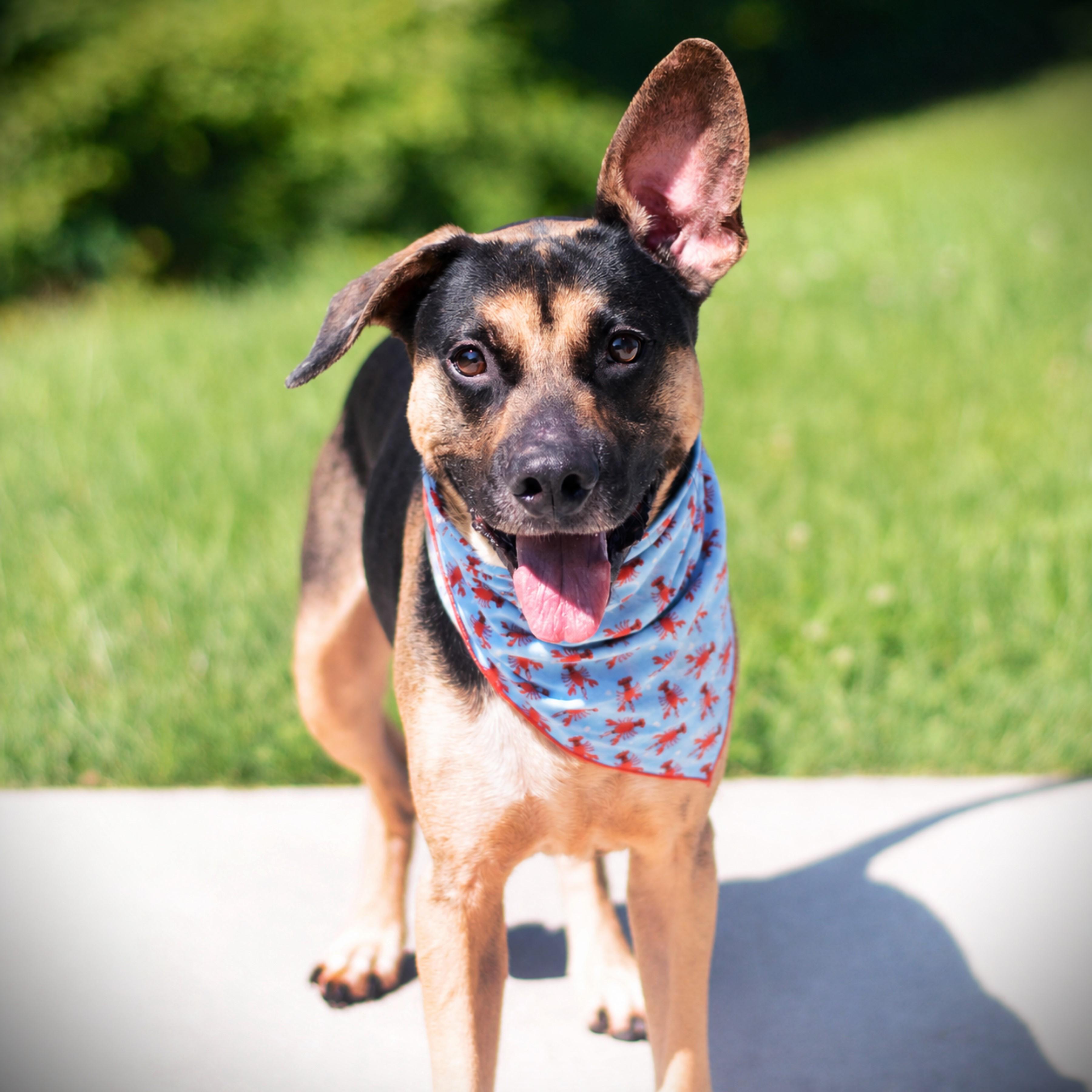 Pepe, an adoptable mixed breed in Amsterdam, NY image 3/4
