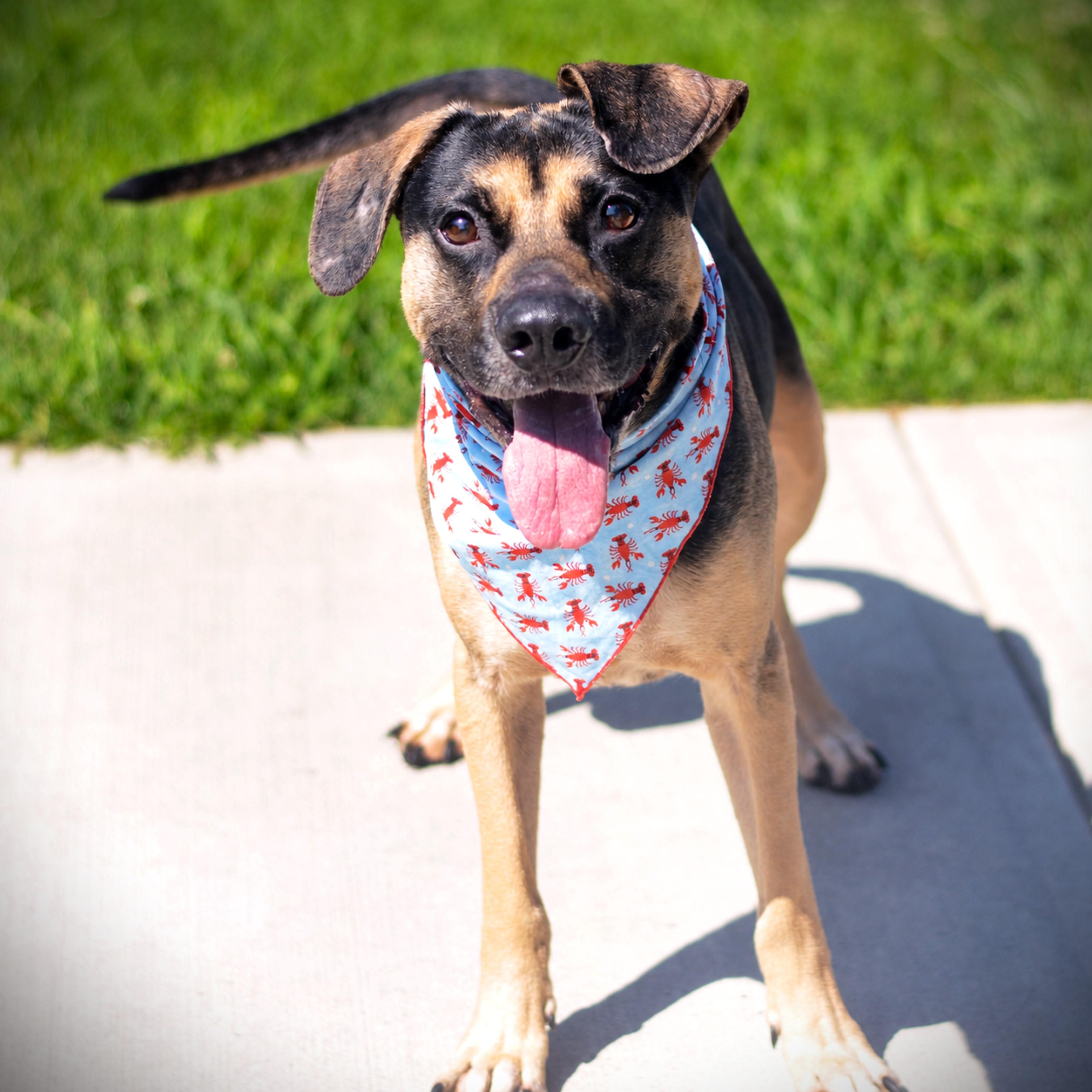 Pepe, an adoptable mixed breed in Amsterdam, NY image 1/4
